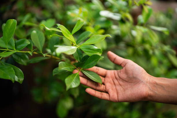 How Our Tree Care Process Works  in  Houma, LA